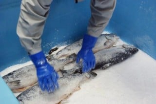 銀鮭に塩をまぶす写真