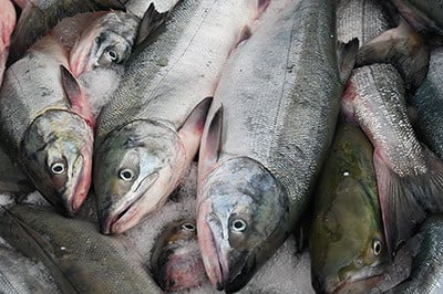 北海道から水揚げされた鮭の写真