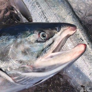 水揚げされた秋鮭の頭部を大きく写したサムネイル写真